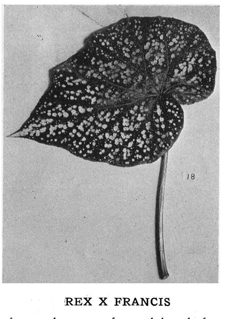 B. ‘Francis’